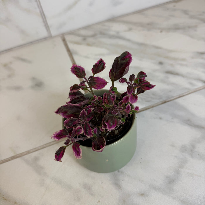 The Plant Farm® Bedding Plants Coleus Trailing Plum, 2" Plant