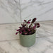 The Plant Farm® Bedding Plants Coleus Trailing Plum, 2" Plant