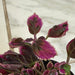 The Plant Farm® Bedding Plants Coleus Trailing Plum, 2" Plant