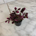 The Plant Farm® Bedding Plants Coleus Trailing Plum, 2" Plant
