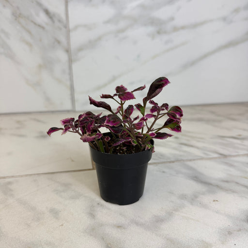 The Plant Farm® Bedding Plants Coleus Trailing Plum, 2" Plant