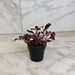 The Plant Farm® Bedding Plants Coleus Trailing Plum, 2" Plant