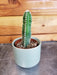 The Plant Farm® Cactus Acanthocereus Tetragonus, 2" Plant
