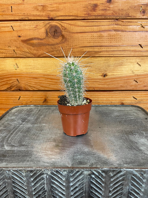 The Plant Farm® Cactus Cereus Arequipensis, 2" Cactus