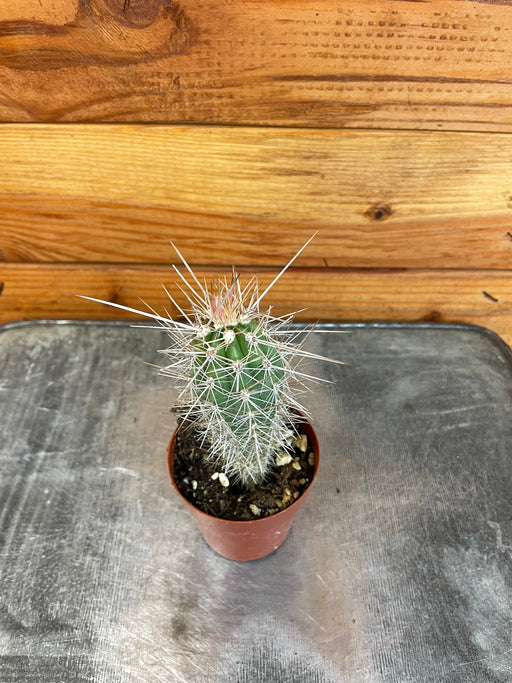 The Plant Farm® Cactus Cereus Arequipensis, 2" Cactus