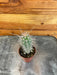 The Plant Farm® Cactus Cereus Arequipensis, 2" Cactus