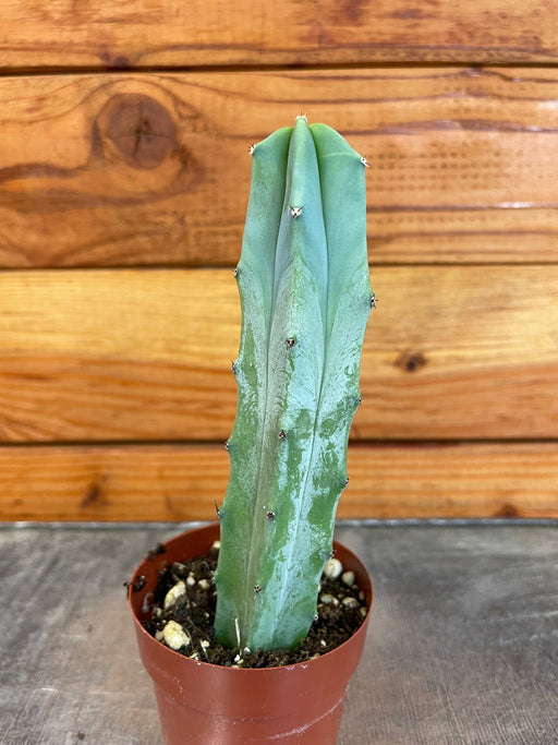 The Plant Farm® Cactus Cereus Geometrizans, 2" Cactus