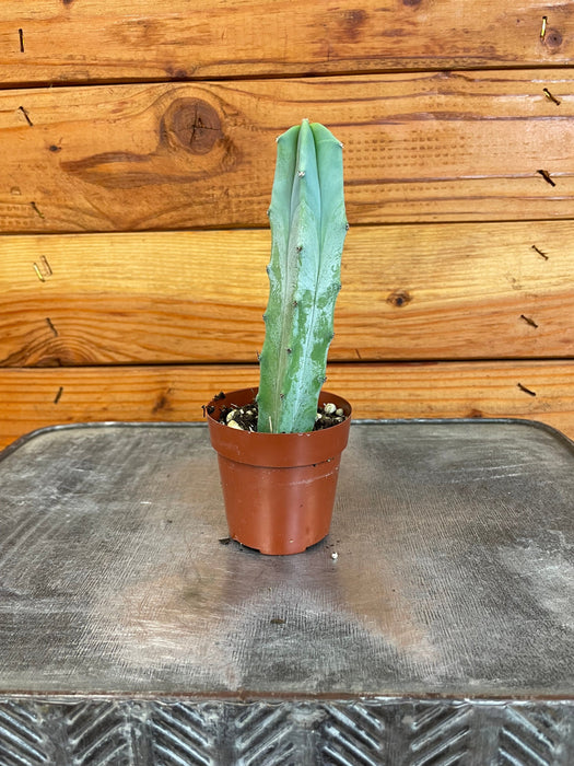 The Plant Farm® Cactus Cereus Geometrizans, 2" Cactus