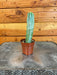 The Plant Farm® Cactus Cereus Geometrizans, 2" Cactus