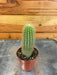 The Plant Farm® Cactus Cereus Icosagonus, 2" Cactus