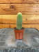 The Plant Farm® Cactus Cereus Icosagonus, 2" Cactus