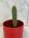 The Plant Farm® Cactus Cereus Repandus, 2" Cactus