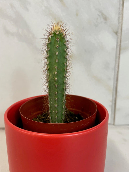The Plant Farm® Cactus Cereus Repandus, 2" Cactus