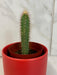 The Plant Farm® Cactus Cereus Repandus, 2" Cactus