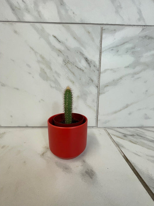 The Plant Farm® Cactus Cereus Repandus, 2" Cactus