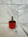 The Plant Farm® Cactus Cereus Repandus, 2" Cactus