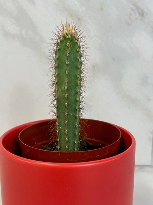The Plant Farm® Cactus Cereus Repandus, 2" Cactus