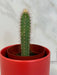 The Plant Farm® Cactus Cereus Repandus, 2" Cactus