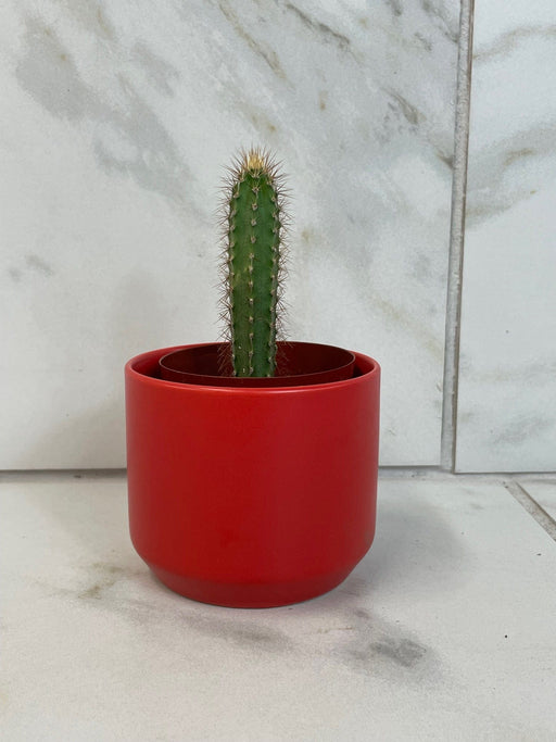 The Plant Farm® Cactus Cereus Repandus, 2" Cactus