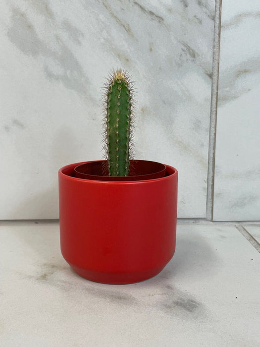 The Plant Farm® Cactus Cereus Repandus, 2" Cactus