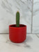 The Plant Farm® Cactus Cereus Repandus, 2" Cactus