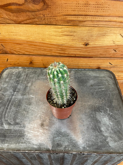 The Plant Farm® Cactus Cereus Straussii, 2" Plant