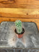 The Plant Farm® Cactus Cereus Straussii, 2" Plant