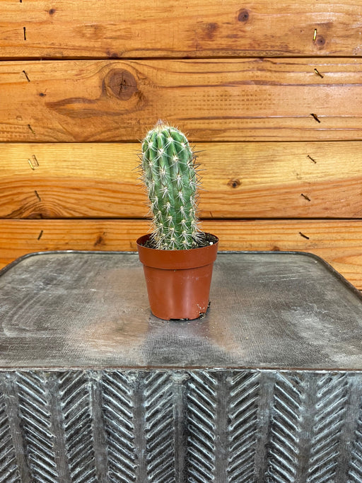 The Plant Farm® Cactus Cereus Straussii, 2" Plant