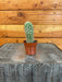 The Plant Farm® Cactus Cereus Straussii, 2" Plant