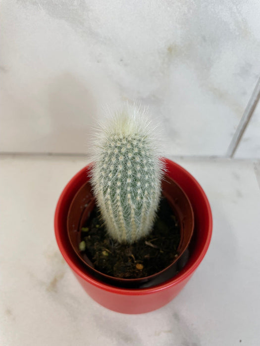 The Plant Farm® Cactus Cleistocactus Straussii, 2" Plant