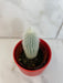 The Plant Farm® Cactus Cleistocactus Straussii, 2" Plant
