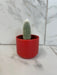 The Plant Farm® Cactus Cleistocactus Straussii, 2" Plant