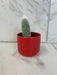 The Plant Farm® Cactus Cleistocactus Straussii, 2" Plant