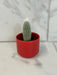The Plant Farm® Cactus Cleistocactus Straussii, 2" Plant