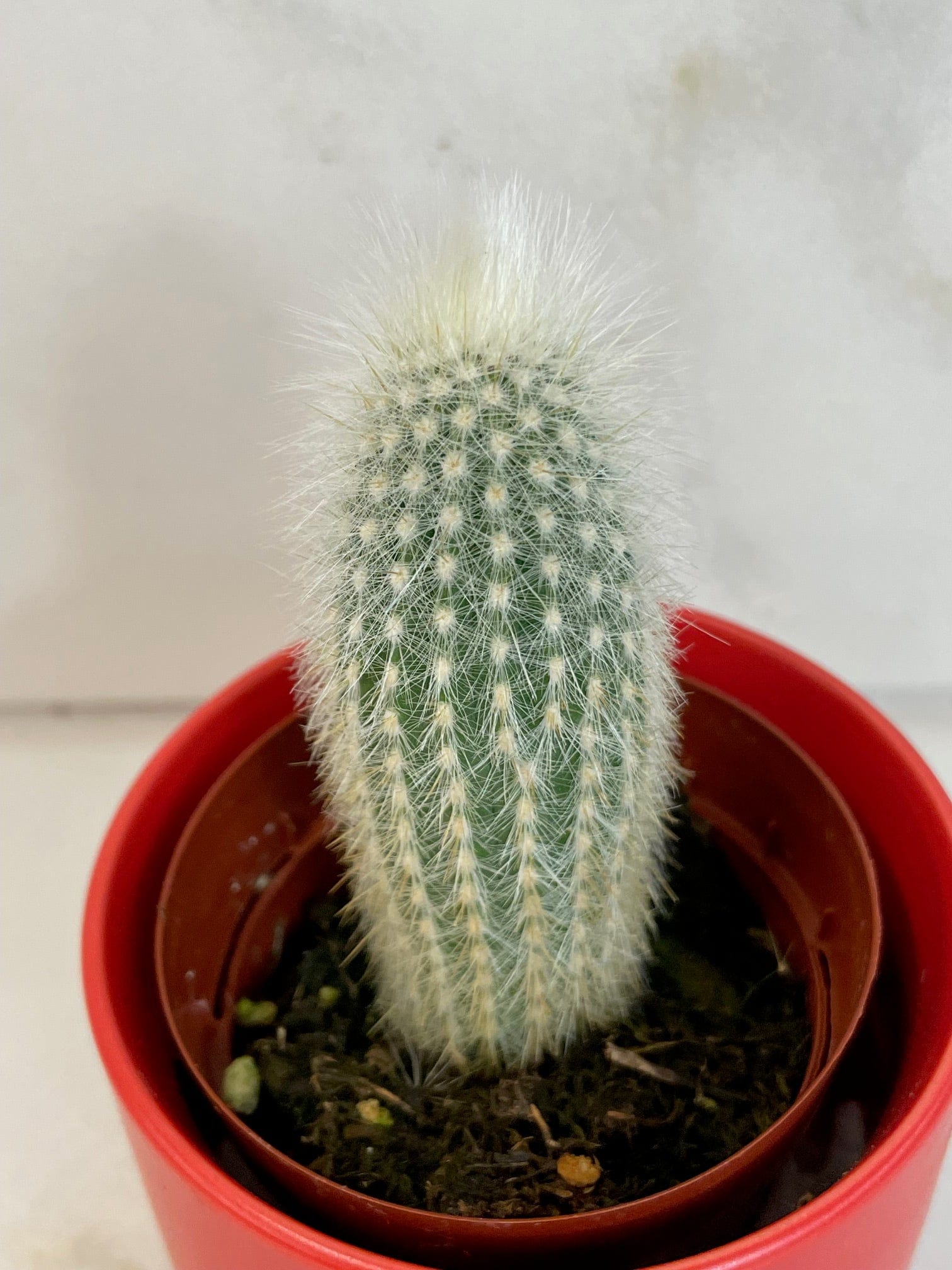Cleistocactus Strausii, 2