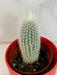 The Plant Farm® Cactus Cleistocactus Straussii, 2" Plant