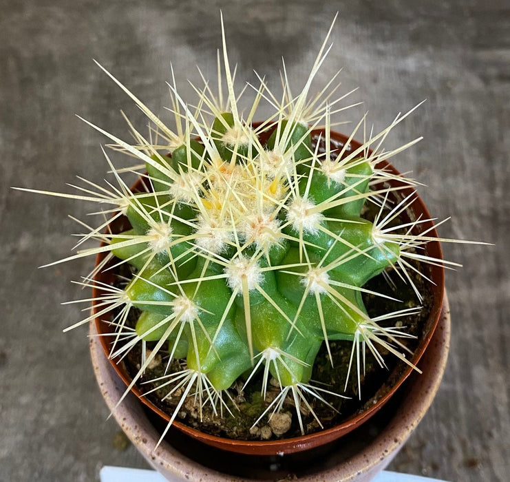The Plant Farm® Cactus Echinocactus Grusonii, 2" Plant
