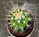 The Plant Farm® Cactus Echinocactus Grusonii, 2" Plant