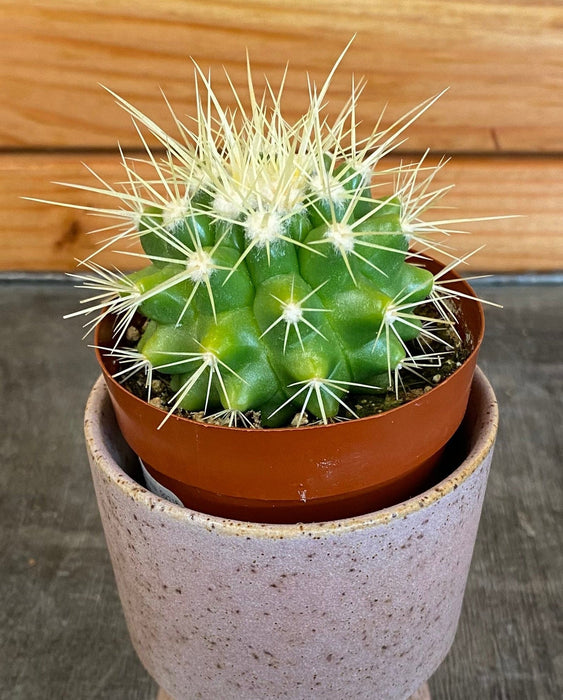 The Plant Farm® Cactus Echinocactus Grusonii, 2" Plant