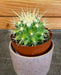 The Plant Farm® Cactus Echinocactus Grusonii, 2" Plant