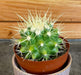 The Plant Farm® Cactus Echinocactus Grusonii, 2" Plant