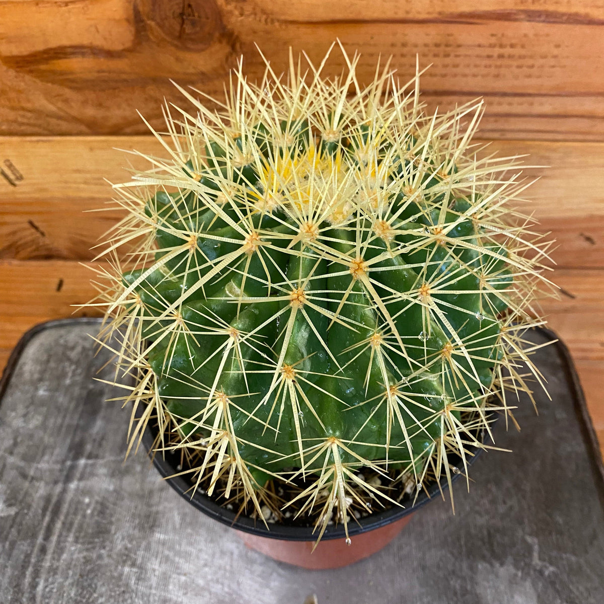 image.title image.title