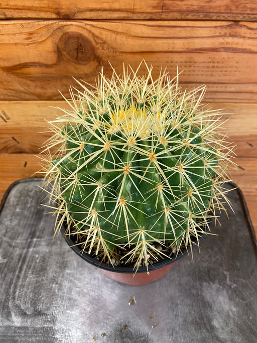 The Plant Farm® Cactus Echinocactus Grusonii, 6" Plant