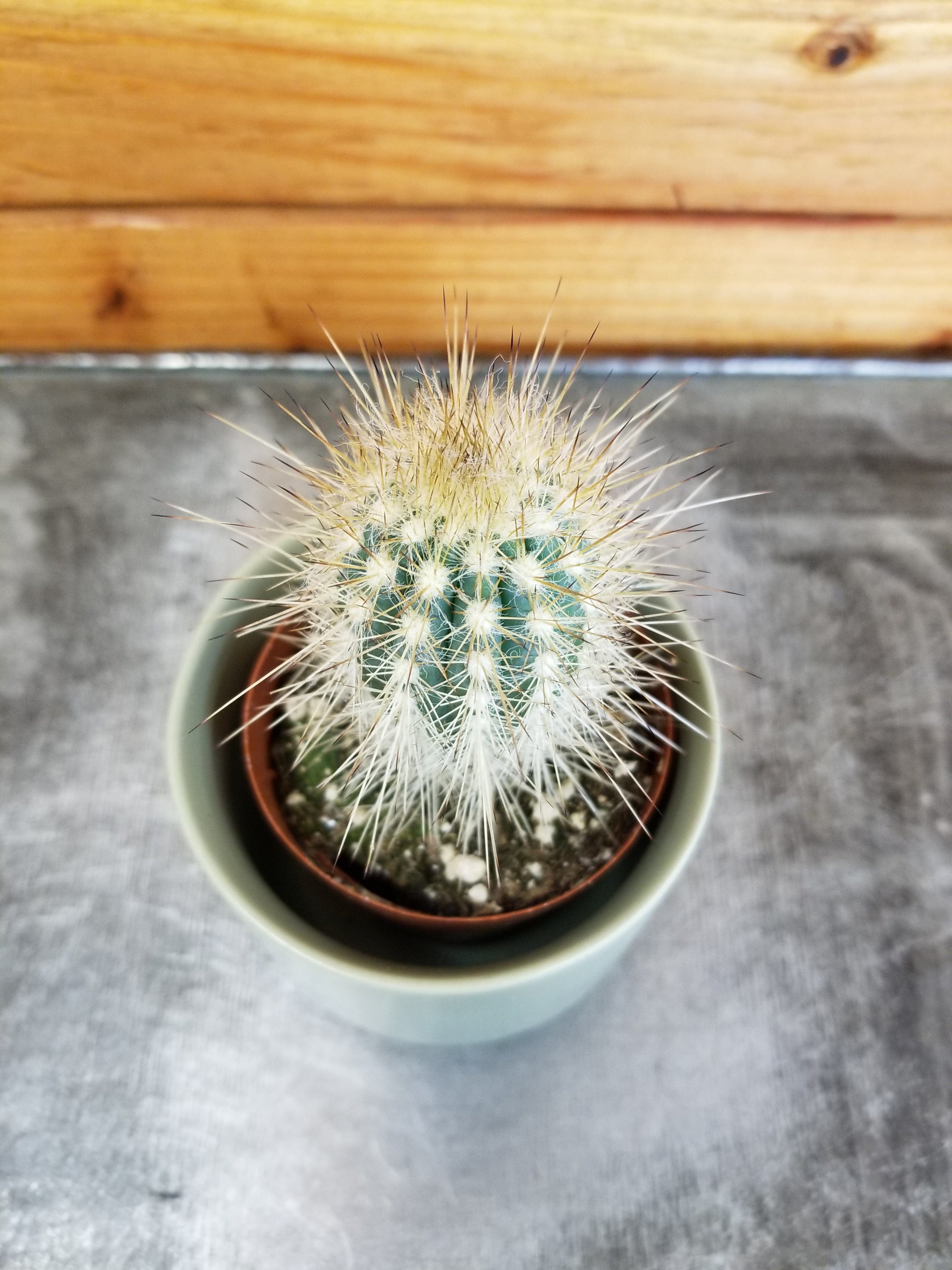 Echinocereus stramineus 25 Seeds - Straw Colored Hedgehog Cactus –  thegardenofset