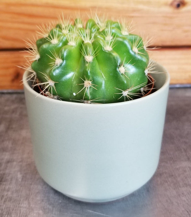 The Plant Farm® Cactus Echinopsis Calochlora, 2" Plant