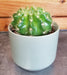 The Plant Farm® Cactus Echinopsis Calochlora, 2" Plant