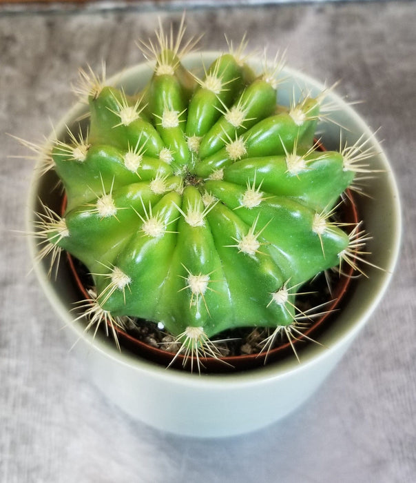 The Plant Farm® Cactus Echinopsis Calochlora, 2" Plant