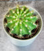 The Plant Farm® Cactus Echinopsis Calochlora, 2" Plant