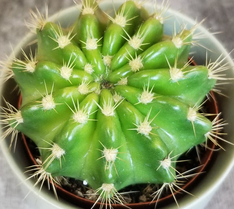 The Plant Farm® Cactus Echinopsis Calochlora, 2" Plant