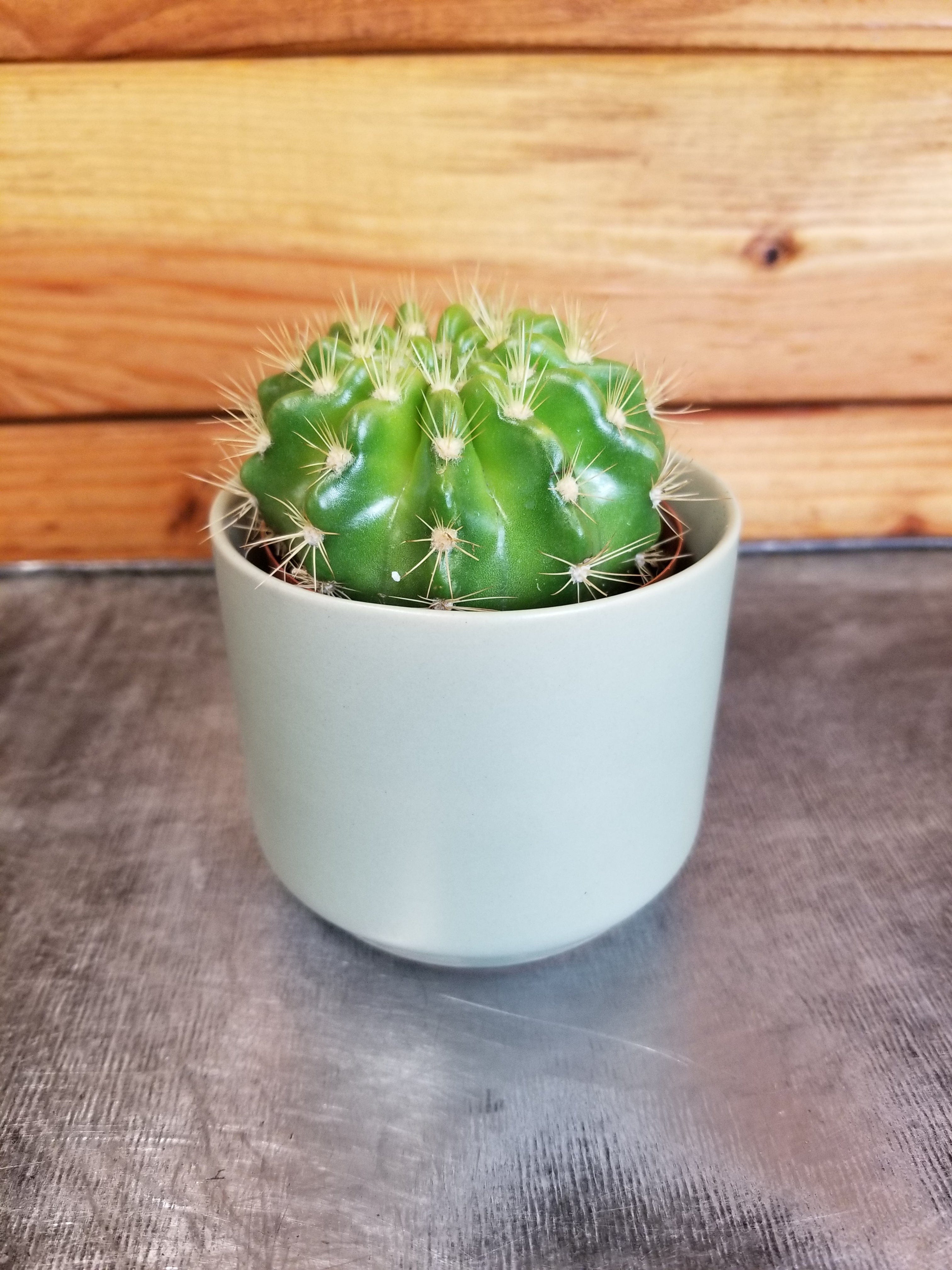 Echinopsis Calochlora, 2